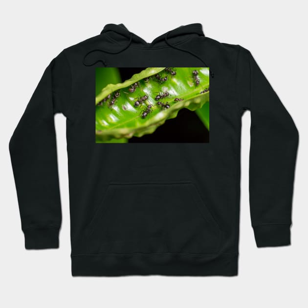 Unique and organic photo of a swarm of ants Hoodie by AvonPerception